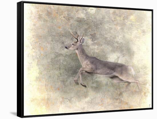 Run Like the Wind White Tailed Buck-Jai Johnson-Framed Stretched Canvas