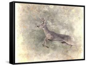 Run Like the Wind White Tailed Buck-Jai Johnson-Framed Stretched Canvas