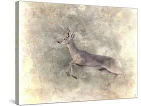 Run Like the Wind White Tailed Buck-Jai Johnson-Stretched Canvas