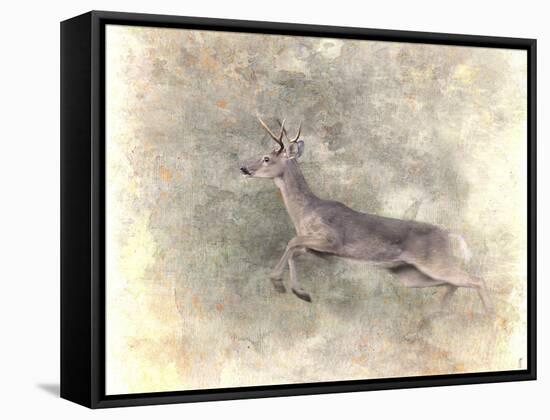 Run Like the Wind White Tailed Buck-Jai Johnson-Framed Stretched Canvas