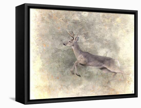 Run Like the Wind White Tailed Buck-Jai Johnson-Framed Stretched Canvas