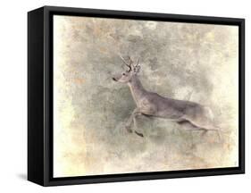 Run Like the Wind White Tailed Buck-Jai Johnson-Framed Stretched Canvas