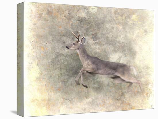 Run Like the Wind White Tailed Buck-Jai Johnson-Stretched Canvas