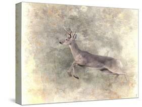 Run Like the Wind White Tailed Buck-Jai Johnson-Stretched Canvas