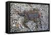Run over Dead Midwife Toad-Klaus Scholz-Framed Stretched Canvas