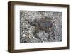 Run over Dead Midwife Toad-Klaus Scholz-Framed Photographic Print