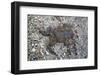 Run over Dead Midwife Toad-Klaus Scholz-Framed Photographic Print