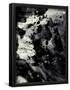 Essential Black