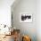 Runaway-Joshua Schicker-Framed Giclee Print displayed on a wall