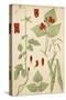 Runner Beans 19C-null-Stretched Canvas