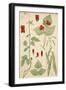 Runner Beans 19C-null-Framed Art Print