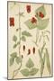 Runner Beans 19C-null-Mounted Art Print