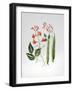 Runner Beans-Sally Crosthwaite-Framed Giclee Print