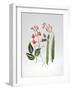 Runner Beans-Sally Crosthwaite-Framed Giclee Print