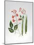 Runner Beans-Sally Crosthwaite-Mounted Giclee Print