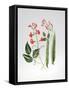 Runner Beans-Sally Crosthwaite-Framed Stretched Canvas