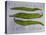 Runner Beans-Sarah Thompson-Engels-Stretched Canvas