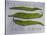 Runner Beans-Sarah Thompson-Engels-Stretched Canvas