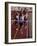 Runner Celebrates at the Finish Line-null-Framed Photographic Print