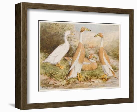 Runner Egg Ducks-null-Framed Art Print