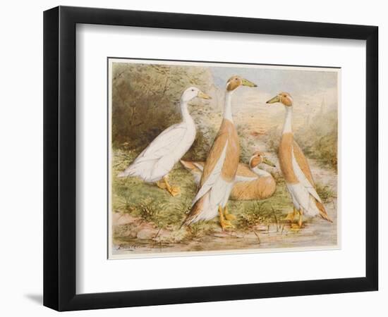 Runner Egg Ducks-null-Framed Art Print