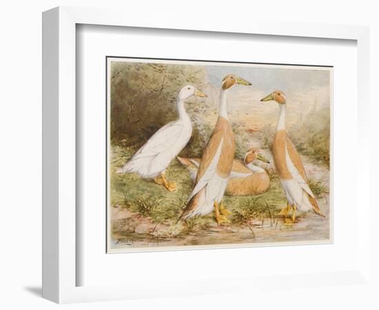 Runner Egg Ducks-null-Framed Art Print