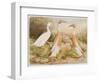 Runner Egg Ducks-null-Framed Art Print