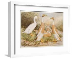 Runner Egg Ducks-null-Framed Art Print
