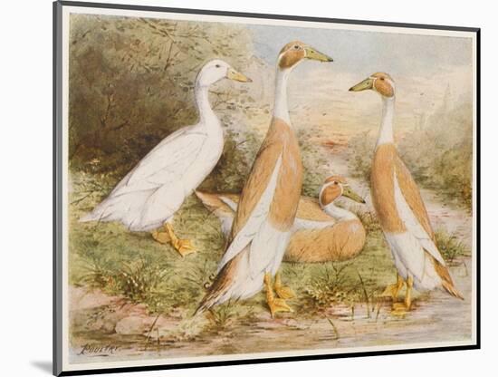 Runner Egg Ducks-null-Mounted Art Print