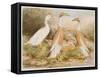 Runner Egg Ducks-null-Framed Stretched Canvas