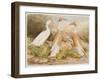 Runner Egg Ducks-null-Framed Art Print