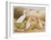 Runner Egg Ducks-null-Framed Art Print