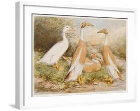 Runner Egg Ducks-null-Framed Art Print