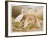 Runner Egg Ducks-null-Framed Art Print