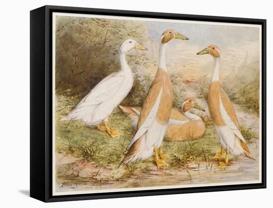 Runner Egg Ducks-null-Framed Stretched Canvas