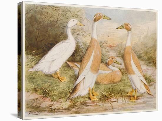 Runner Egg Ducks-null-Stretched Canvas