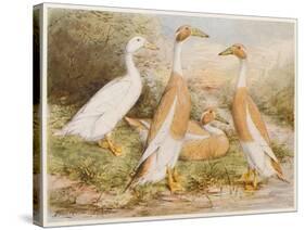 Runner Egg Ducks-null-Stretched Canvas