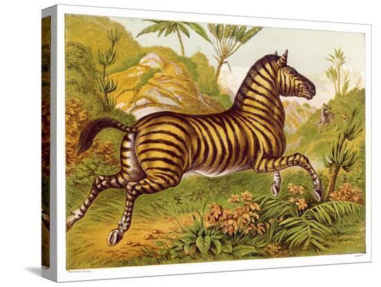 Stretched Canvas Print, , large