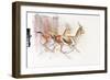 Running Arabian Gazelles, 2010-Mark Adlington-Framed Giclee Print