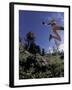 Running, Boulder, Colorado, USA-Lee Kopfler-Framed Photographic Print