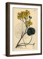 Running Buck Bean, Menyanthes Sarmentosa-Sydenham Teast Edwards-Framed Giclee Print