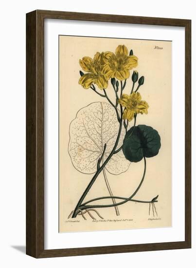 Running Buck Bean, Menyanthes Sarmentosa-Sydenham Teast Edwards-Framed Giclee Print