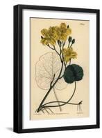 Running Buck Bean, Menyanthes Sarmentosa-Sydenham Teast Edwards-Framed Giclee Print