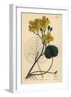 Running Buck Bean, Menyanthes Sarmentosa-Sydenham Teast Edwards-Framed Giclee Print