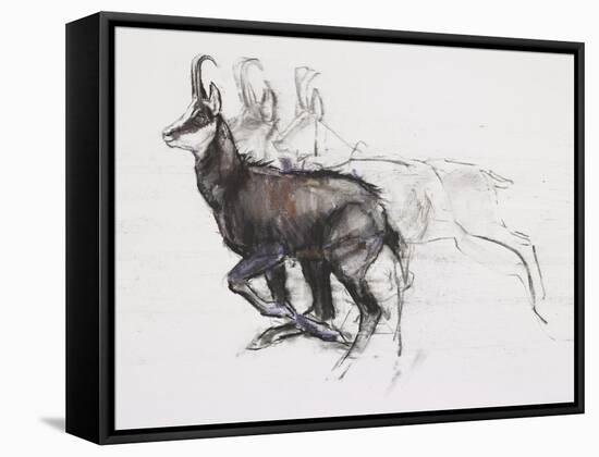 Running Chamois-Mark Adlington-Framed Stretched Canvas