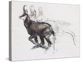 Running Chamois-Mark Adlington-Stretched Canvas