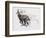 Running Chamois-Mark Adlington-Framed Giclee Print