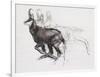 Running Chamois-Mark Adlington-Framed Giclee Print