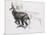 Running Chamois-Mark Adlington-Mounted Giclee Print