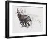 Running Chamois-Mark Adlington-Framed Giclee Print